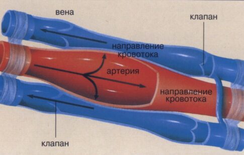 Для чего берут анализ крови из вены?