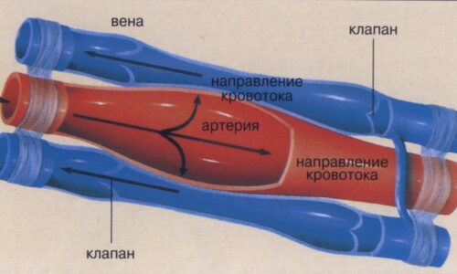 Для чего берут анализ крови из вены?