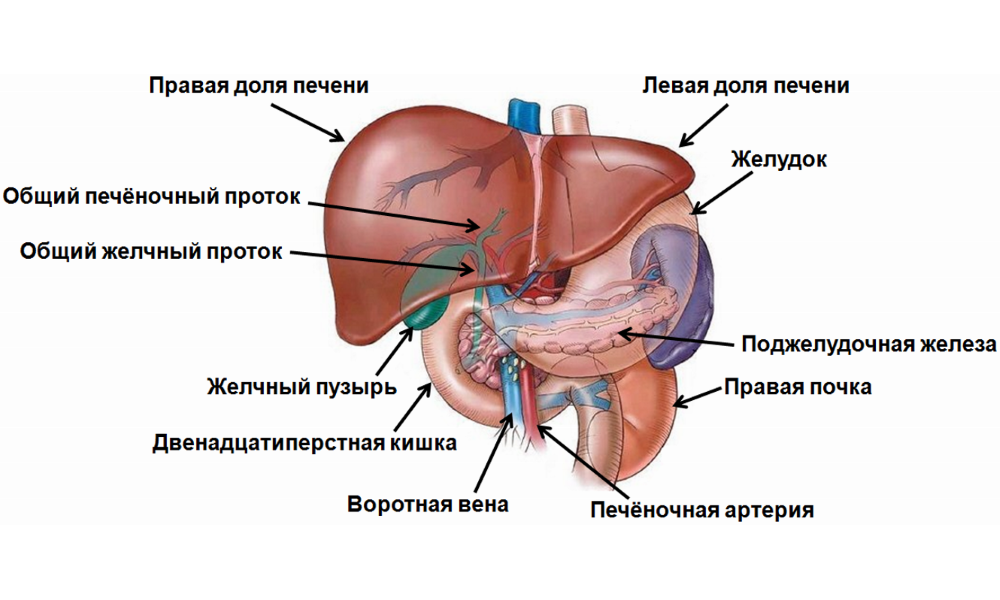 Как производятся печеночные пробы и расшифровка анализа
