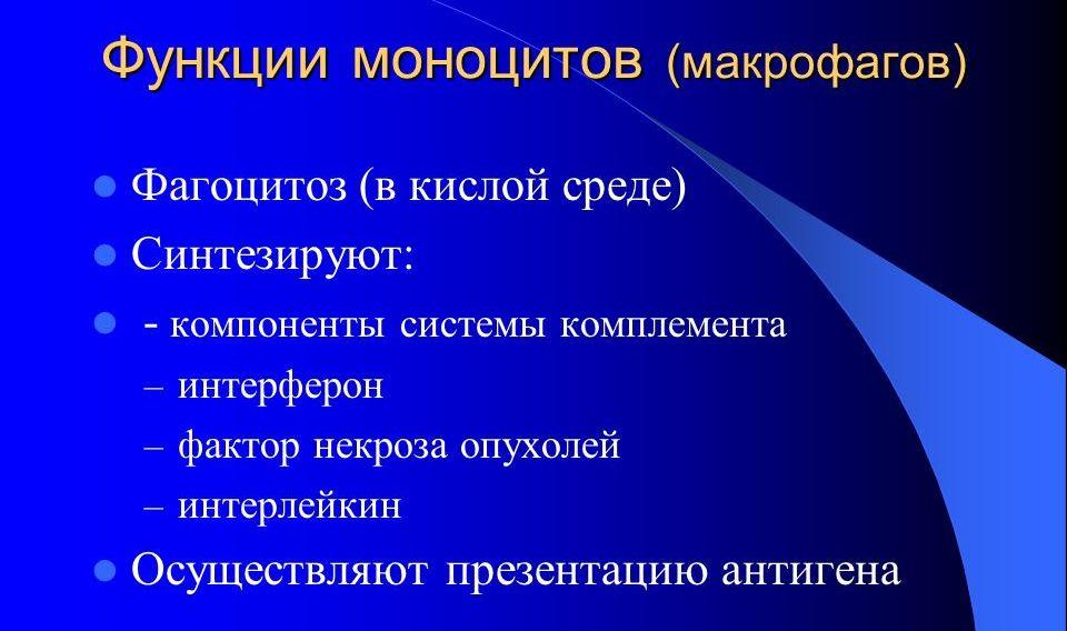 Функции моноцитов