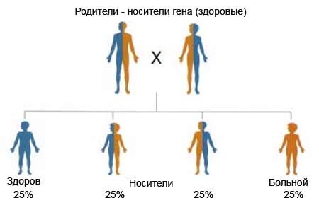 Виды генетического анализа крови у новорожденных